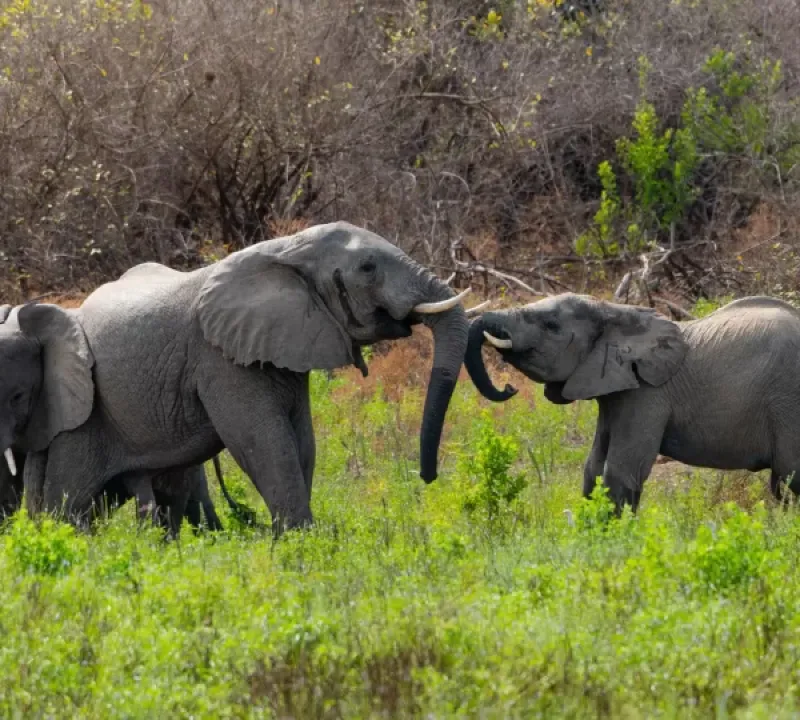 Day Trip to Tarangire National Park