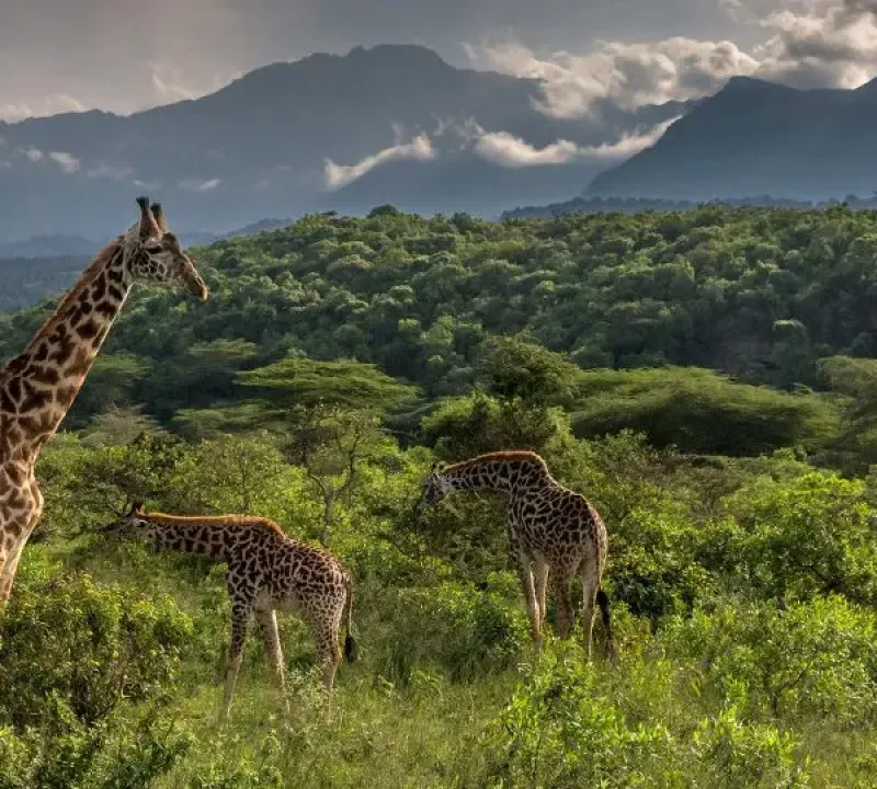 Safari Day Trip to Arusha National Park